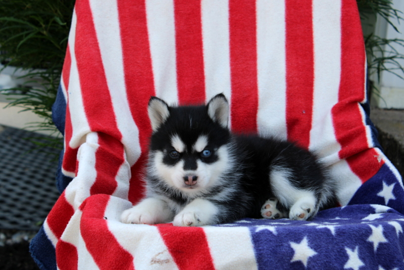 puppy, for, sale, Pomsky, Matthew B. Stoltzfus, dog, breeder, Gap, PA, dog-breeder, puppy-for-sale, forsale, nearby, find, puppyfind, locator, puppylocator, aca